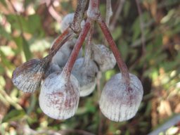 eucaliptus-02-2014d