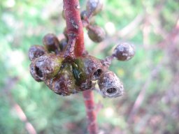 eucaliptus-02-2014e