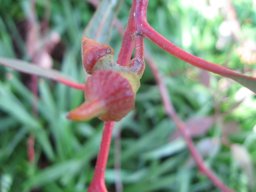 eucaliptus-02-2014i