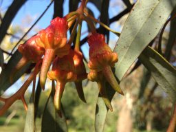 eucaliptus-turquata-12-2014--