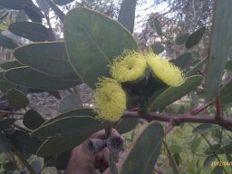 eucalyptus-citriodora