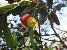 eucalyptus-forrestiana-10-05-2014