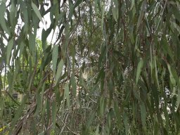 eucalyptus-kruseana20160326