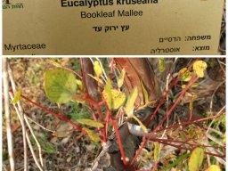 eucalyptus-kruseana2017