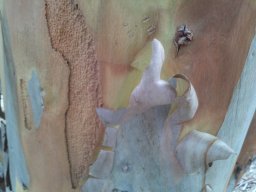 eucalyptus-spathulata-090814-a