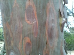 eucalyptus-spathulata-090814-d
