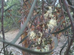 eucalyptus-spathulata-090814