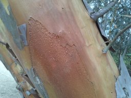 eucalyptus-spathulata-090814e