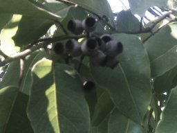 eucalyptus-torelliana----a2012