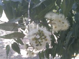 eucalyptus-torelliana---1