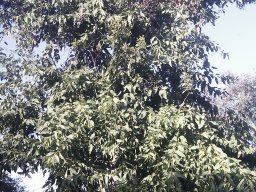 eucalyptus-torelliana---b2012