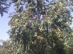 eucalyptus-torelliana--