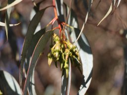 eucalyptus-torquata-11-2017