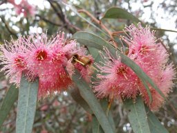 eucalyptus-torquata20160326