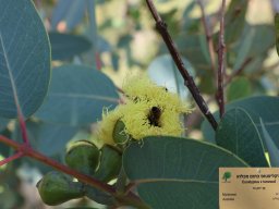 eucalyptus-torwood-01-2018