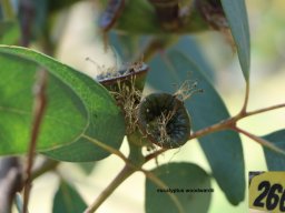 eucalyptus-woodwardii-04-2018