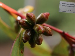eucalyptus_leucoxylon_1120