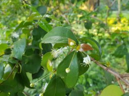 Eugenia_uniflora310
