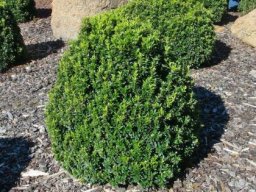 hava &raquo; Euonymus