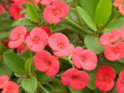 hava &raquo; Euphorbia