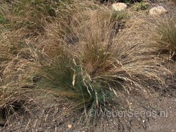 festuca-ovina