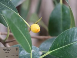 Ficus-obliqua-01-2018