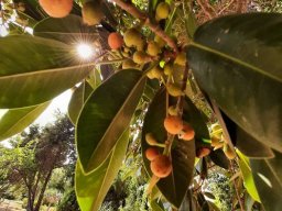 Ficus_oblique