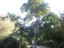 hava &raquo; Ficus