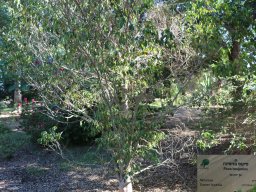 ficus-benjamina-nov-17