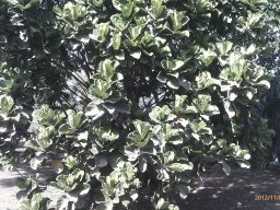 ficus-lyrata---2012