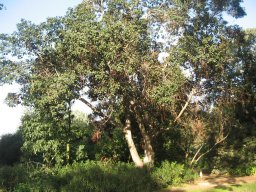 ficus-rubiginosa---2012
