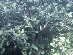 ficus-sycomorus---12-2-012