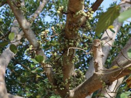 ficus-sycomorus-2-2018-06-23