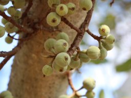 ficus-sycomorus-2018-06-23