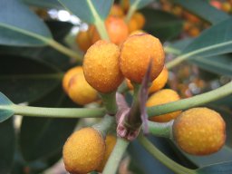 ficus-syconium-01-2014