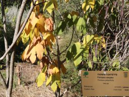 firmiana-simplex-nov17