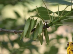 hava &raquo; Fraxinus
