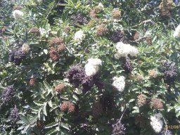 hava &raquo; Galpinia