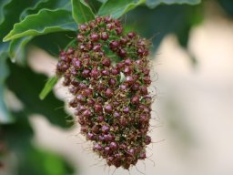 galpinia-transvaalica--2018-06-30-2