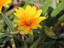 hava &raquo; Gazania