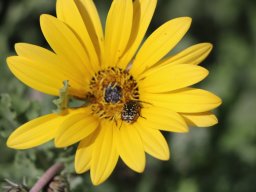 gazania-rigens-03-2018