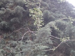 hava &raquo; Ginkgo