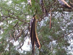 gleditschia-triacanthos-08-2014
