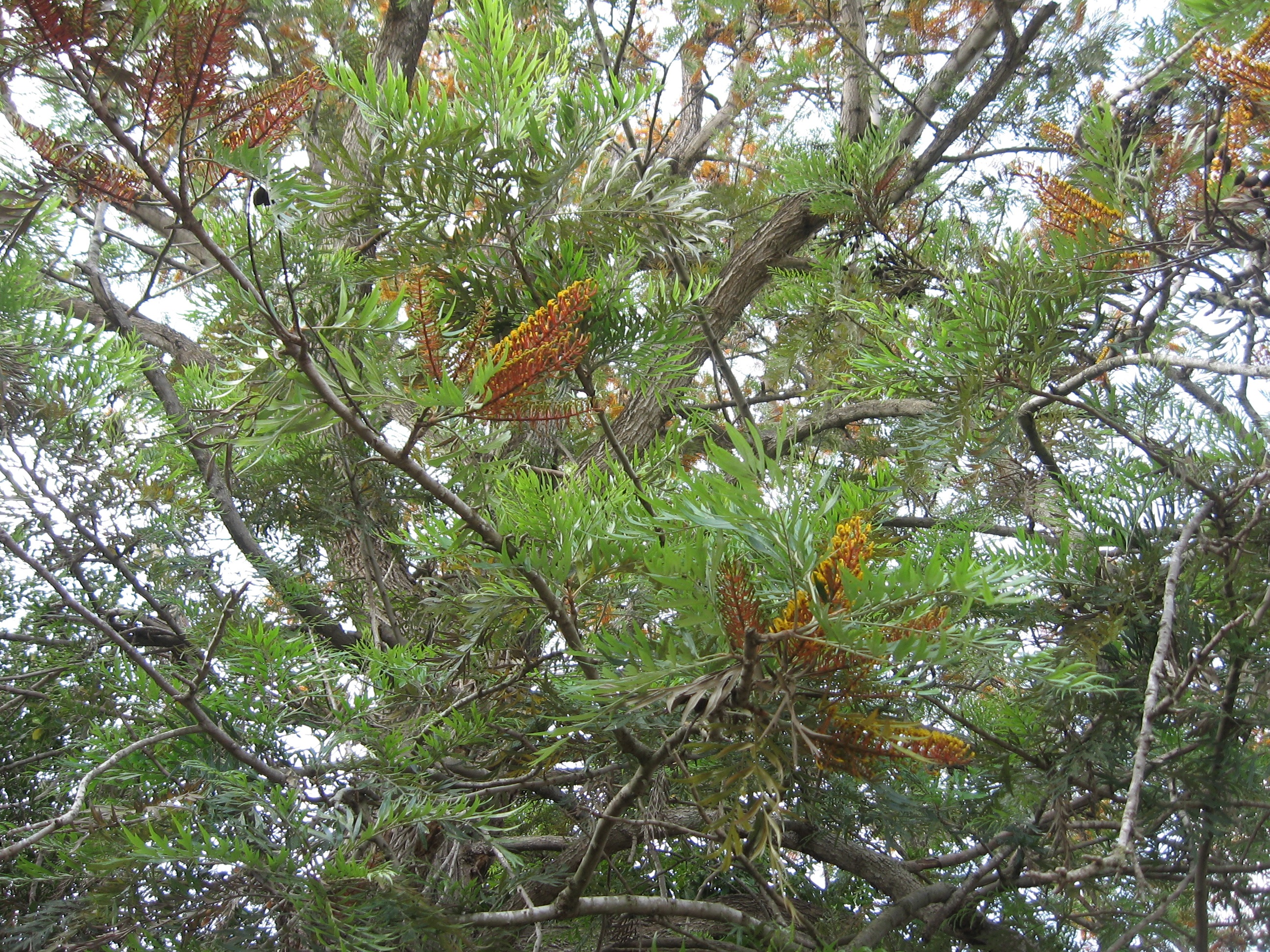 grevillea_robusta