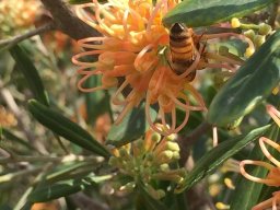 Grevillea_olivacea