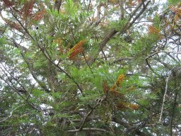 hava &raquo; grevillea_robusta