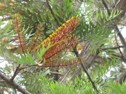 grevillea-robusta2