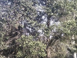 hava &raquo; Gravillea