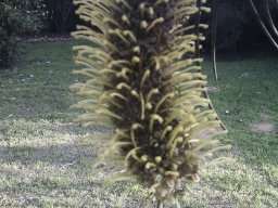 gravillea2-10-2012
