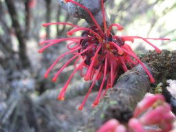 grevillea-01-2014
